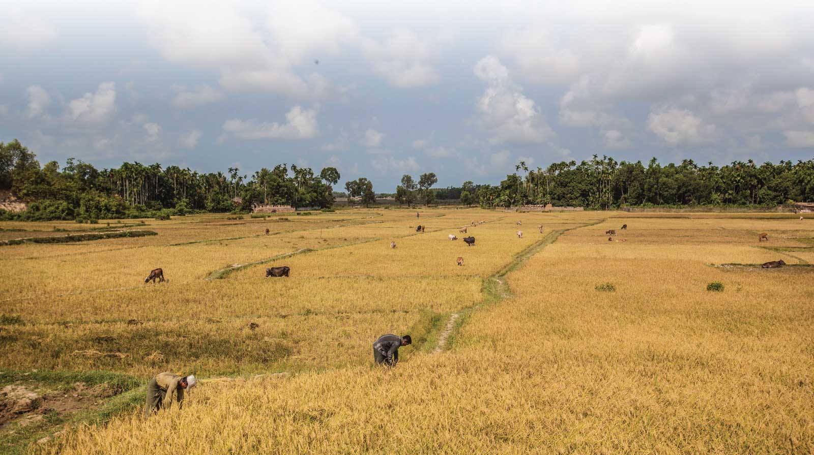 Maungdaw, Myanmar - Farm laborers and livestock in a paddy field in Warcha village April 2016. Image: FAO / Hkun Land Institute